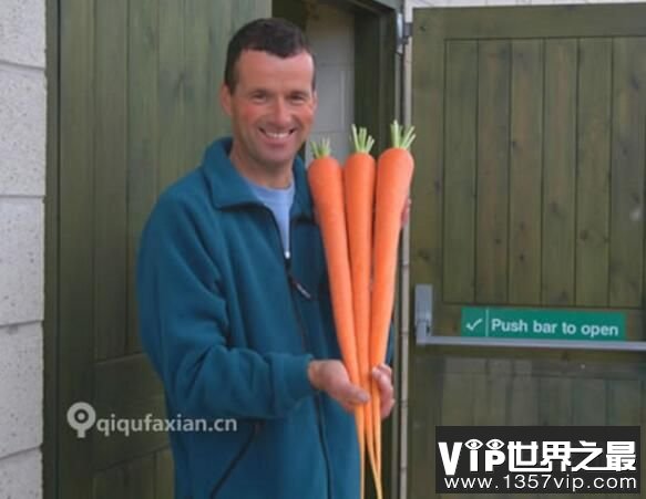 世界上最长的胡萝卜，5.84米超长胡萝卜，活像一枝红标枪