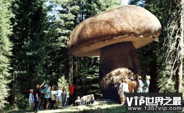 世界上最大的蘑菇，约1665个足球场大，年龄2400岁（图1）