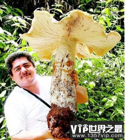 世界上最大的蘑菇，约1665个足球场大，年龄2400岁（图2）