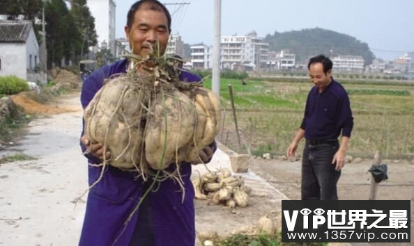 世界上最大的番薯，重36公斤的大番薯（产地中国浙江）