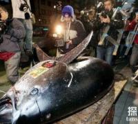 世界上最大的金枪鱼：重达834斤，售价12万元