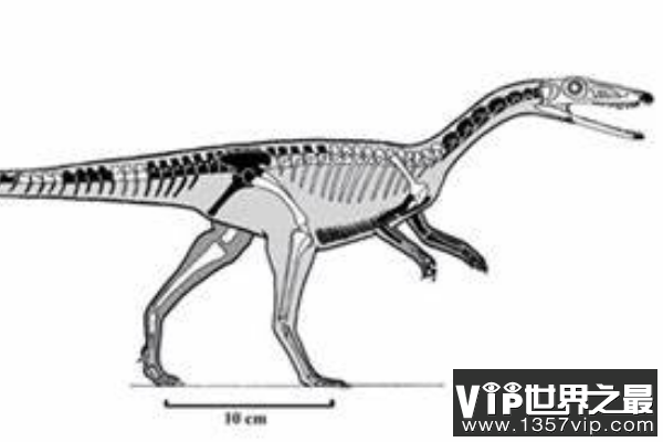 原美颌龙：体长仅1.2米的小型恐龙（骨骼中空/体型轻盈）