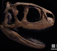 皱褶龙：非洲沙漠出土的大型恐龙（体长6.5米/头顶有鲜艳冠饰）