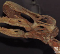 掠食龙：非洲巨型蜥脚类恐龙(长15米/4层楼高)