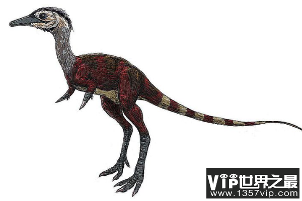 小驰龙：体型超级小的肉食恐龙(长1米/挖掘蚁巢觅食)