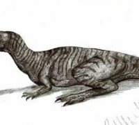 叶牙龙:棱齿龙类小型恐龙(长1-2米/化石稀少)