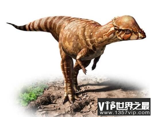 肿头龙：厚头龙科恐龙之一，头顶长有圆形骨板的中型恐龙