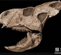 扁角龙：颈盾短小的植食恐龙，别名鞑靼扁角龙