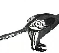 近鸟龙：有三角形的头骨的小型四翼恐龙