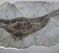金刚口龙：生存于晚白垩世的小型恐龙（长2米/距今6500万年前）