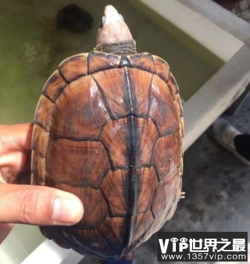 南石龟能长多大，怎么鉴别南石龟的纯度