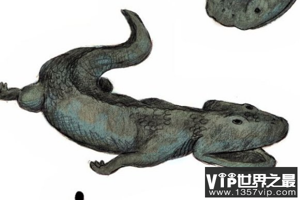 酷拉龙Koolasuchus：南极洲肉食两动物(扁平脑袋/眼睛在头顶)