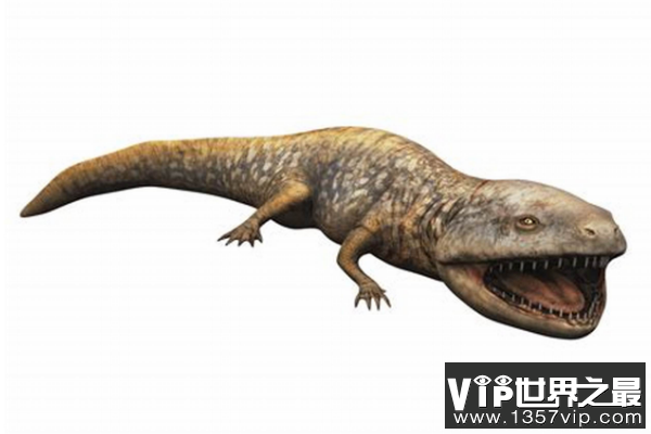 酷拉龙Koolasuchus：南极洲肉食两栖动物(扁平脑袋/眼睛在头顶)