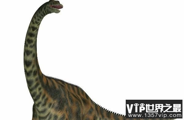阿马格巨龙：阿根廷大型食草恐龙（长12米/早白垩世恐龙）
