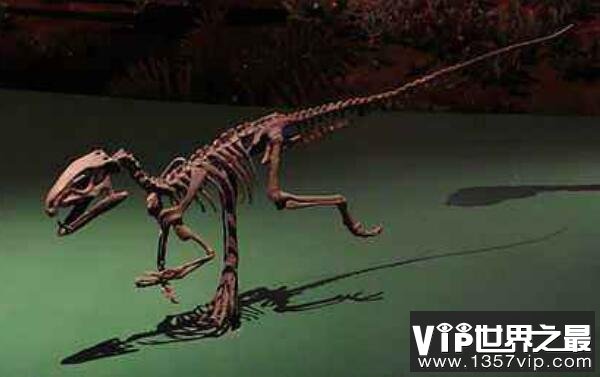 皮萨诺龙（Pisanosaurus）：体长1米的小型食草恐龙