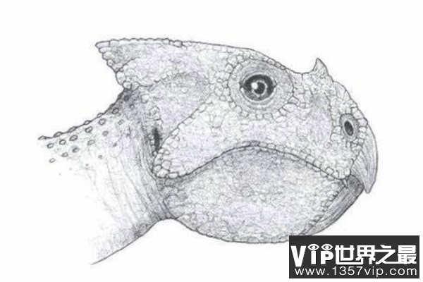 喇嘛角龙(Lamaceratops)：长着三角头盾的小型植食恐龙