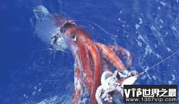 世界最大乌贼：大王酸浆鱿（巨枪乌贼），长15米/重400公斤