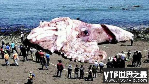 世界最大乌贼：大王酸浆鱿（巨枪乌贼），长15米/重400公斤(图3)