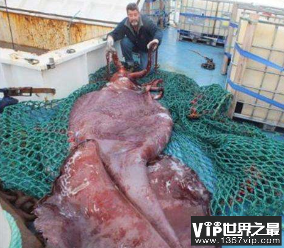 世界最大乌贼：大王酸浆鱿（巨枪乌贼），长15米/重400公斤(图4)