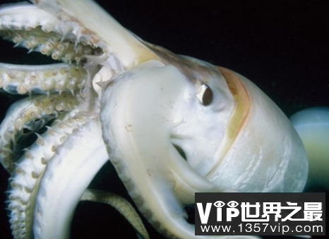 深海巨型地震乌贼，现身或预示大地震将至(图4)