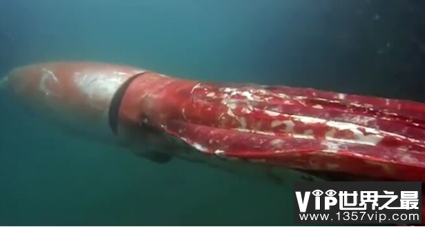 深海巨型乌贼，长相怪异的大王乌贼(体长达20米)