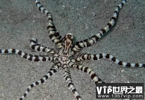 顶级伪装高手拟态章鱼，海洋中最会变色的章鱼