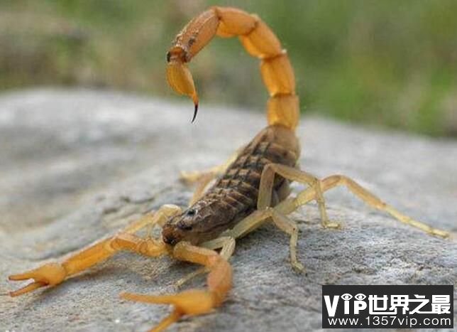 世界十大致命毒蝎，利比亚金蝎性情最凶猛(2)