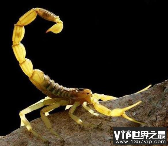 世界十大致命毒蝎，利比亚金蝎性情最凶猛(3)