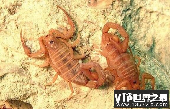 世界十大致命毒蝎，利比亚金蝎性情最凶猛(5)