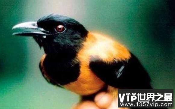 毒鸟之王林鵙鹟：皮肤与羽毛均带毒液(1)