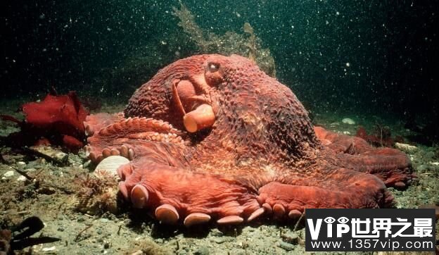 世界最大章鱼：北太平洋巨型章鱼，重71kg，会隐身寿命短