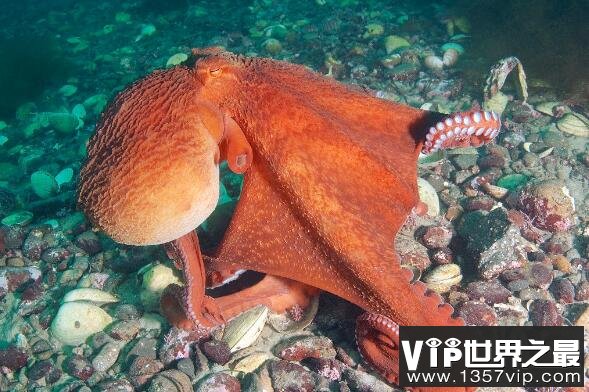 世界最大章鱼：北太平洋巨型章鱼，重71kg，会隐身寿命短