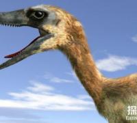 蜥鸟龙：亚洲小型食肉恐龙（长3.5米/长的像鸟）