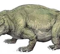 巧合角龙：大洋洲小型食草恐龙，体长2米（大洋洲小型恐龙）