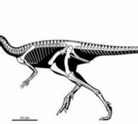 始奔龙：原始鸟臀目恐龙，身体1米，恐龙中的奔跑高手