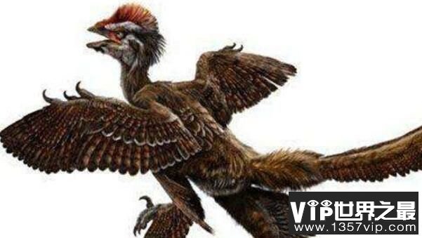 中国鸟龙：小型食肉恐龙，身长2米，有羽毛的恐龙