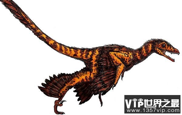 中国鸟龙：小型食肉恐龙，身长2米，有羽毛的恐龙