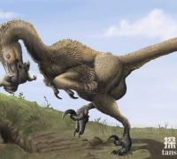 蜥鸟盗龙：北美洲小型食肉恐龙（长1.8米/驰龙科恐龙）