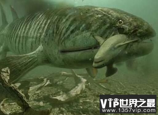 泥盆纪最凶猛的生物含肺鱼，它的天敌很狡猾