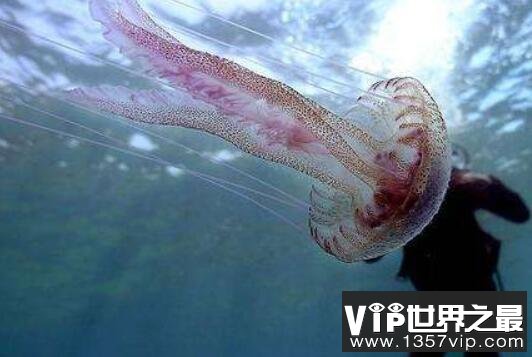 海蜇是水母吗，海蜇和水母有什么区别
