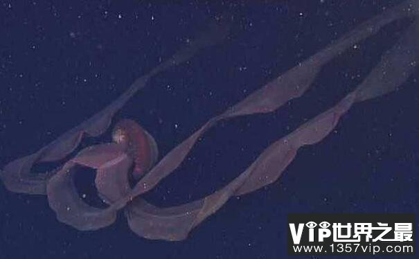 世界上最恐怖的水母：冥河水母，体长11米如摄魂怪(阴森可怕)