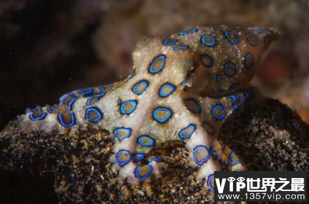 海底致命生物蓝环章鱼，一只蓝环章鱼能毒死26人