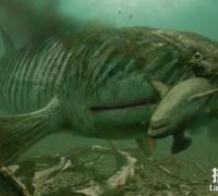 海洋巨无霸含肺鱼，体长8米重2吨，秒杀邓氏鱼