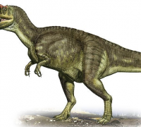 肌肉龙：原始阿贝力龙科恐龙（长6-8米/中型食肉恐龙）