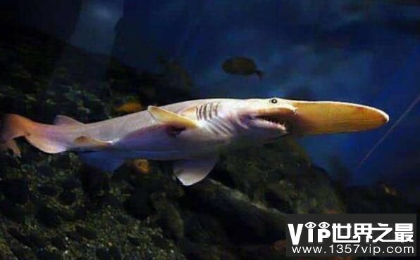 性子很烈的剑吻鲨是否灭绝，世界上这些地方存在剑吻鲨