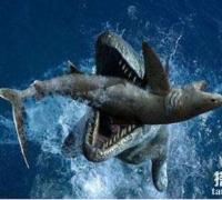 性子很烈的剑吻鲨是否灭绝，世界上这些地方存在剑吻鲨