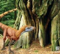 热河龙：辽宁小型杂食性恐龙（长0.8米/距今1.3亿年前）