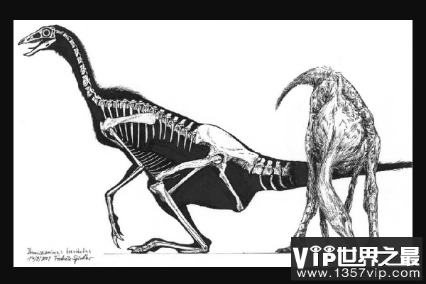 似鸸鹋龙：小型似鸟恐龙，恐龙中的奔跑冠军(时速65公里)