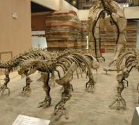天镇龙：一种山西小型食草恐龙（长4米/晚白垩世恐龙）