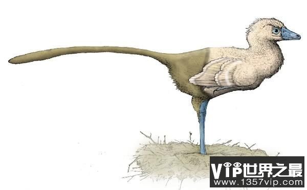 寐龙：小型食肉恐龙，化石在辽宁出土，体米1米